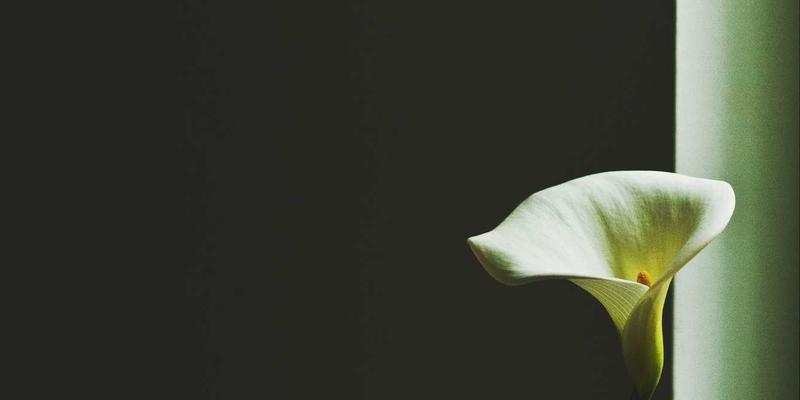 Website Templates 42：免费模板、UI套件与图标资源全解析