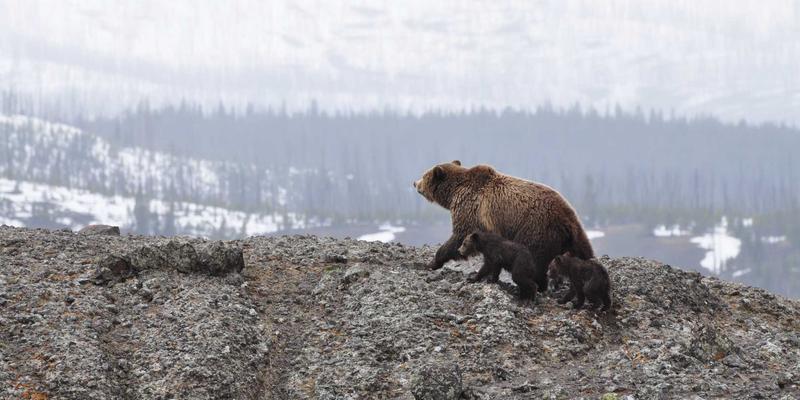 解锁数字美学：如何运用紫色主题与高级图形打造卓越网站模板